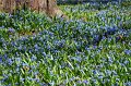 Scilla   021